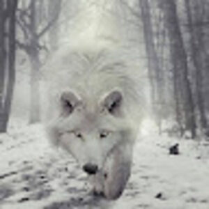 Meet your Posher, Isahel